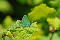 green hairstreak butterfly-3